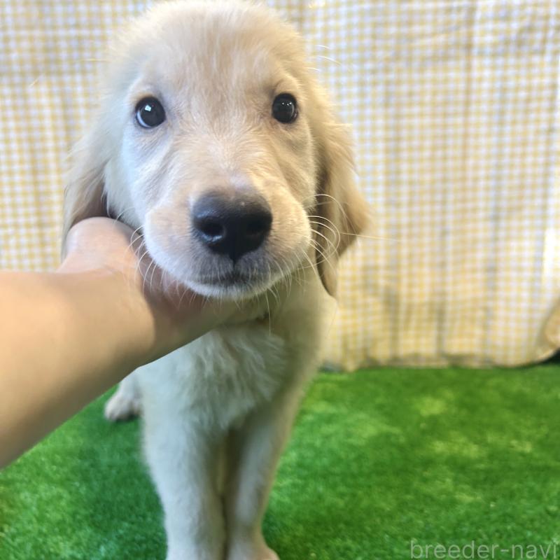 成約済の栃木県のゴールデンレトリーバー-413200の4枚目