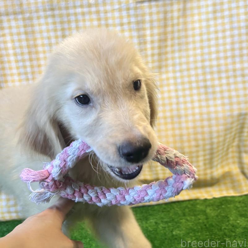 成約済の栃木県のゴールデンレトリーバー-413200の3枚目