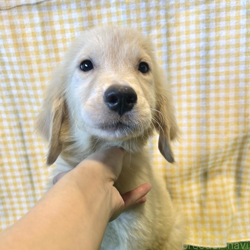 成約済の栃木県のゴールデンレトリーバー-413200の2枚目