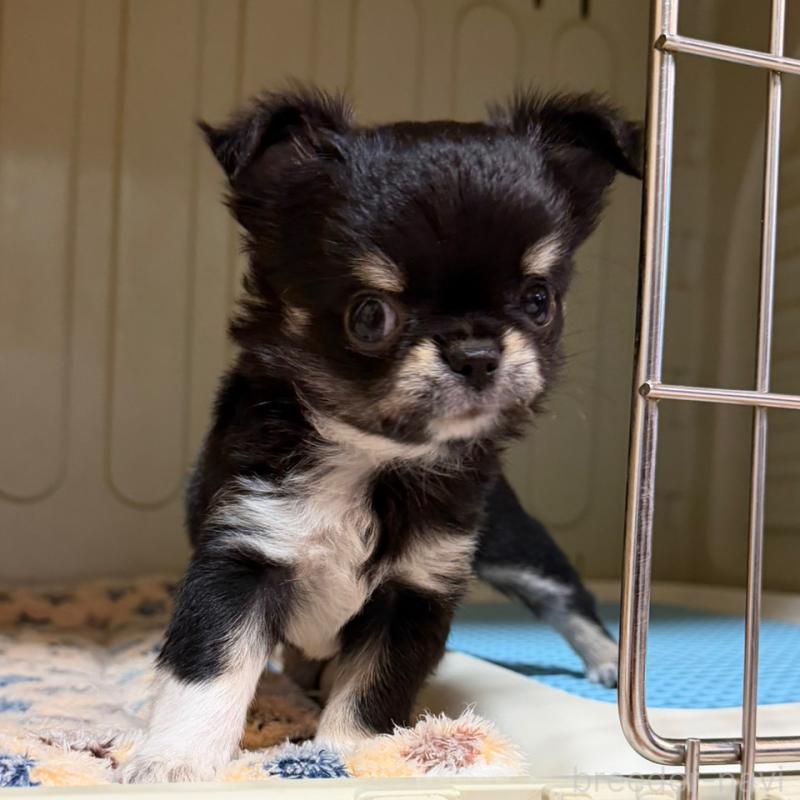 成約済の徳島県のチワワ(ロングコート)-417894の9枚目