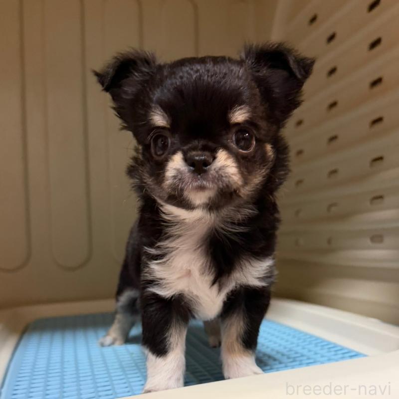 成約済の徳島県のチワワ(ロングコート)-417894の8枚目