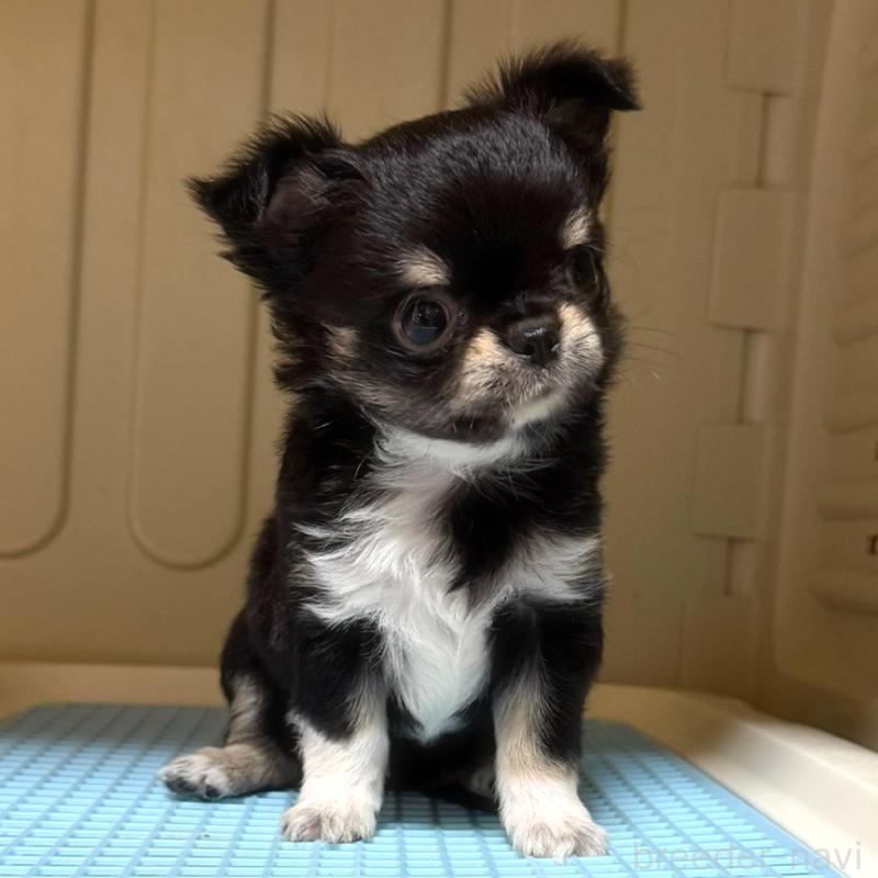 成約済の徳島県のチワワ(ロングコート)-417894の7枚目