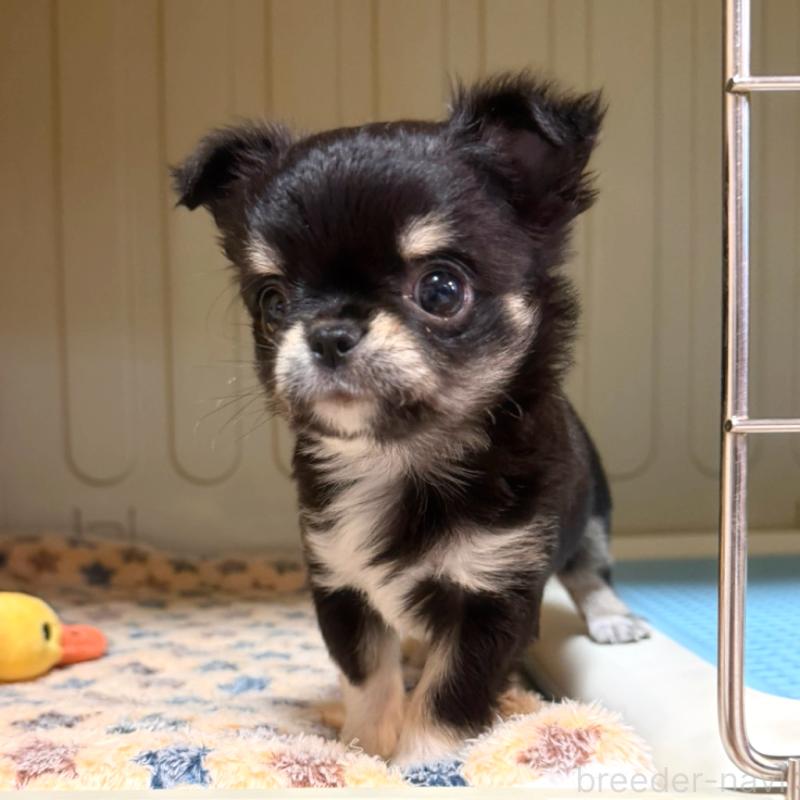 成約済の徳島県のチワワ(ロングコート)-417894の6枚目