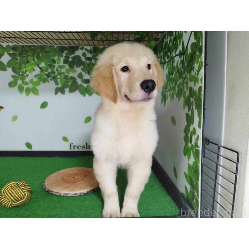 販売中の三重県のゴールデンレトリーバー-409934の4枚目