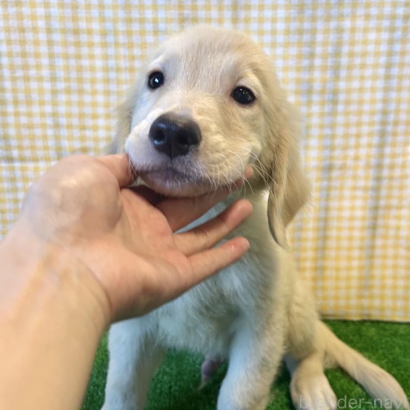 成約済の栃木県のゴールデンレトリーバー-417638の5枚目