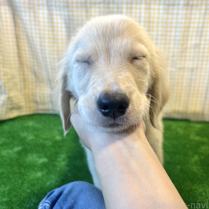 成約済の栃木県のゴールデンレトリーバー-417638の4枚目