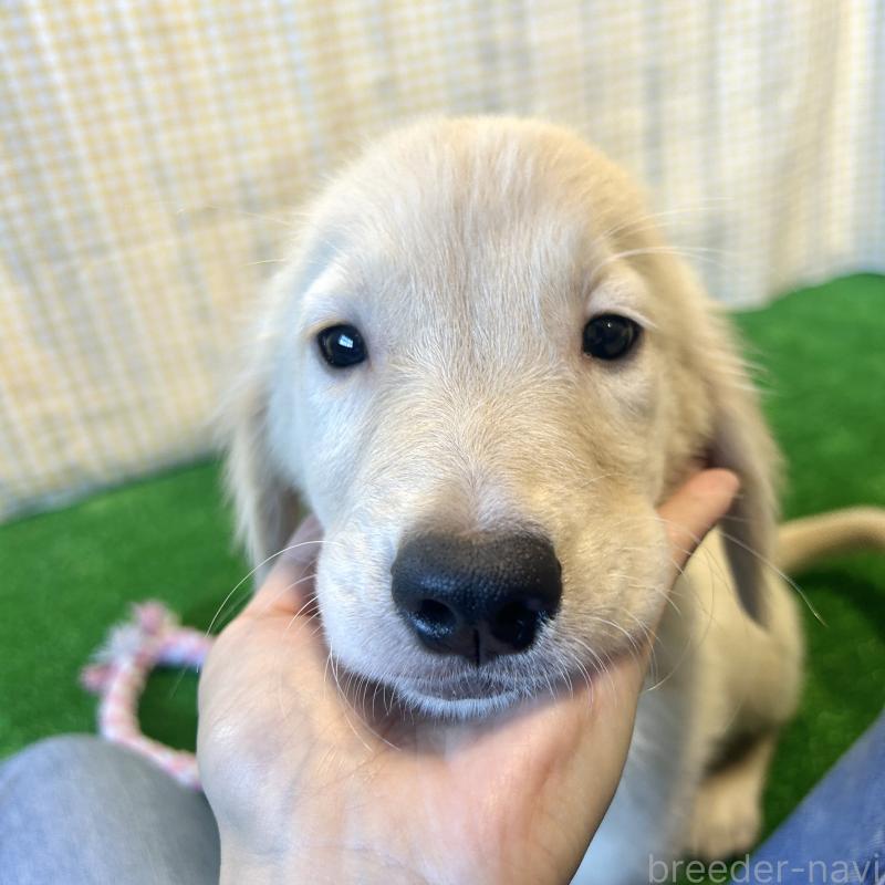 成約済の栃木県のゴールデンレトリーバー-417638の3枚目