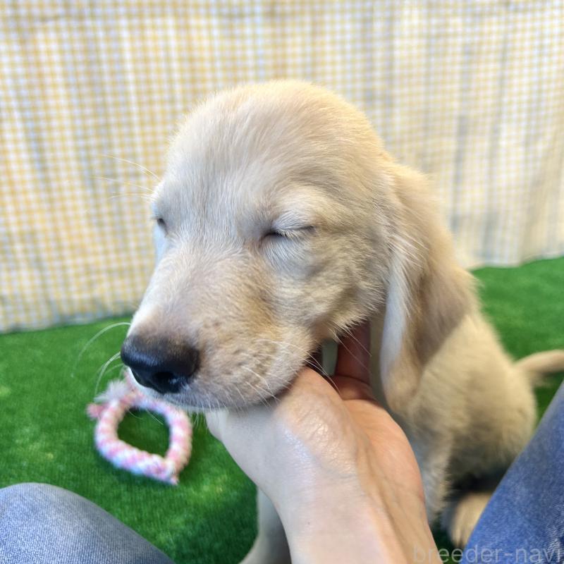 成約済の栃木県のゴールデンレトリーバー-417638の2枚目