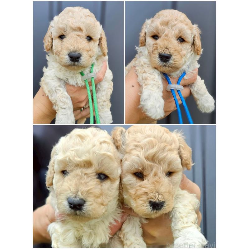 販売中の長野県のトイプードル-418619の2枚目