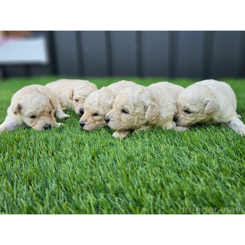 販売中の長野県のトイプードル-418622の3枚目