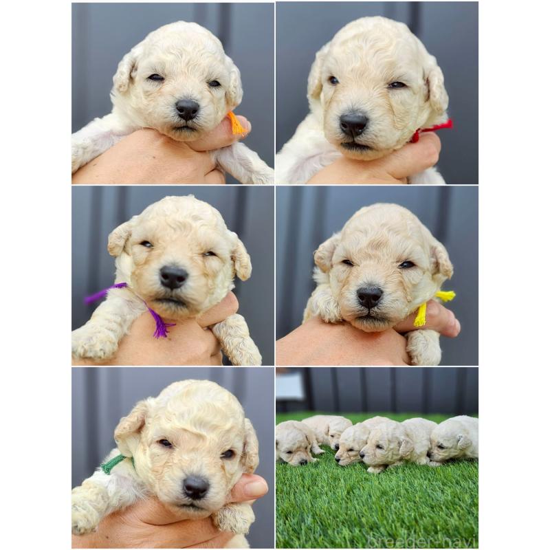 販売中の長野県のトイプードル-418622の2枚目