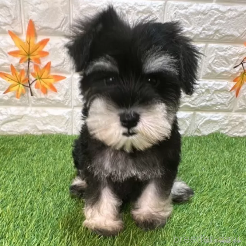 成約済の愛知県のミニチュアシュナウザー-412871