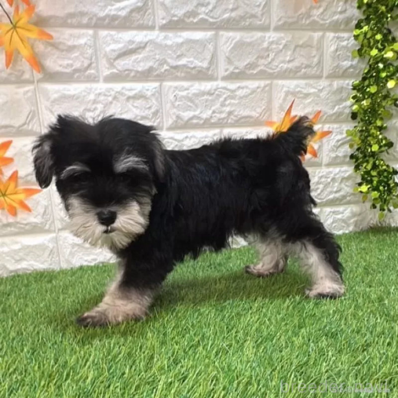 成約済の愛知県のミニチュアシュナウザー-412871の5枚目