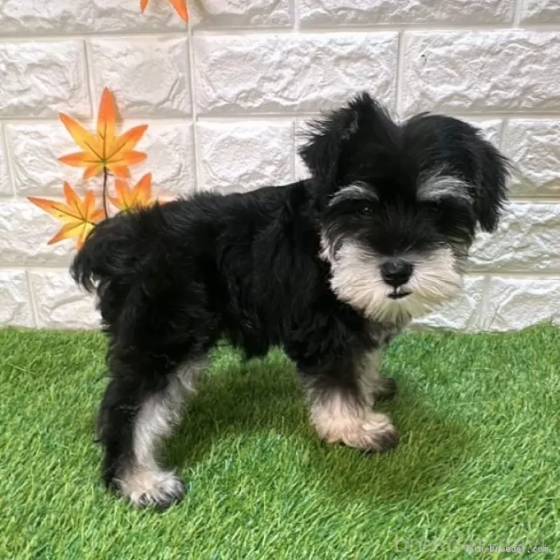 成約済の愛知県のミニチュアシュナウザー-412871の4枚目