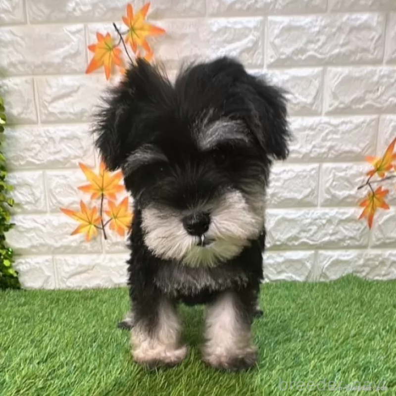 成約済の愛知県のミニチュアシュナウザー-412871の3枚目