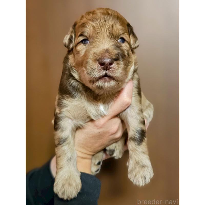販売中の長野県のミックス犬-418627の3枚目
