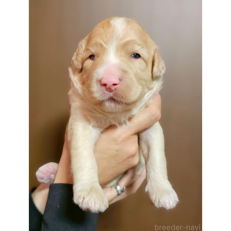 販売中の長野県のミックス犬-418629