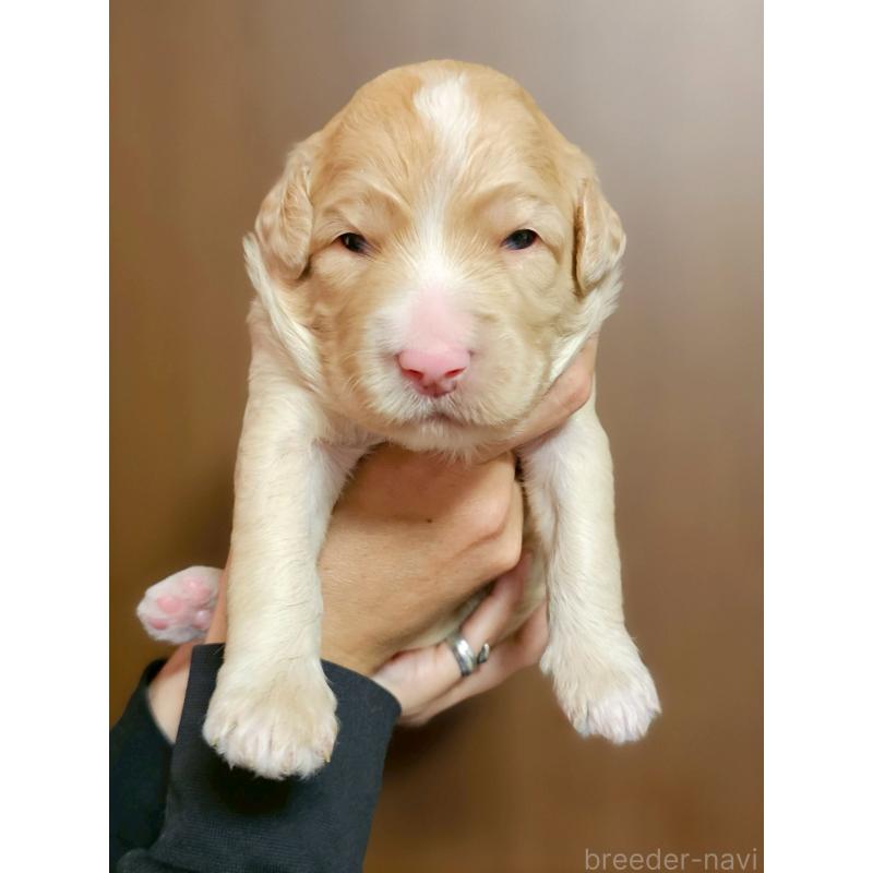 販売中の長野県のミックス犬-418629の3枚目
