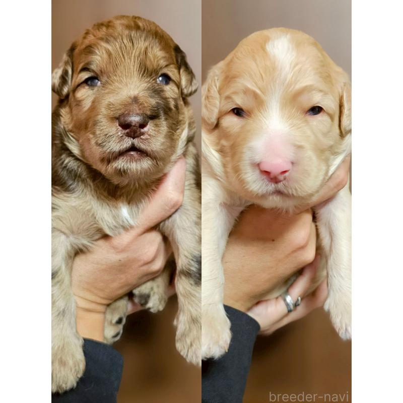 販売中の長野県のミックス犬-418629の2枚目
