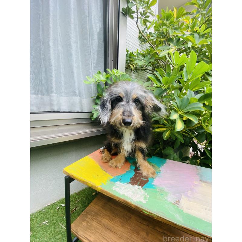 販売中の千葉県のミックス犬-407056の4枚目