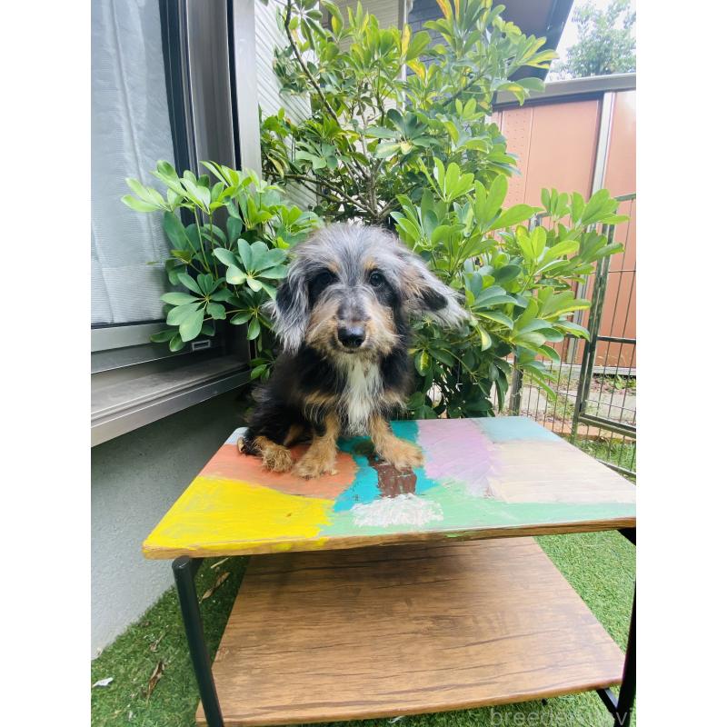 販売中の千葉県のミックス犬-407056の3枚目