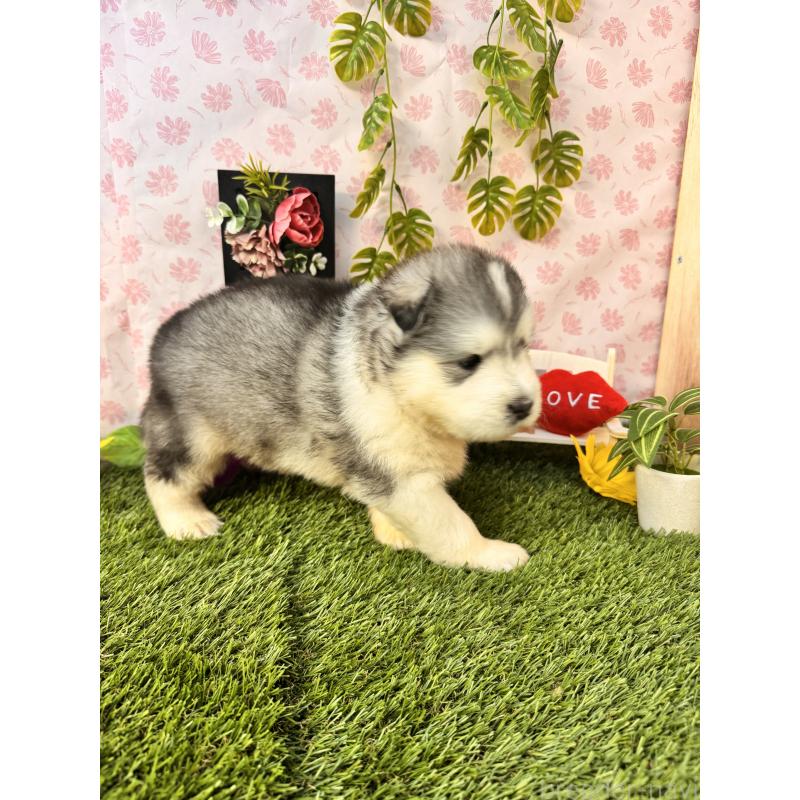 販売中の静岡県のアラスカンマラミュート-418638の6枚目