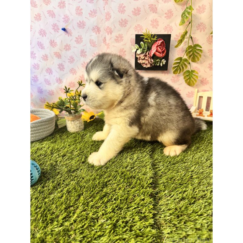 販売中の静岡県のアラスカンマラミュート-418638の5枚目