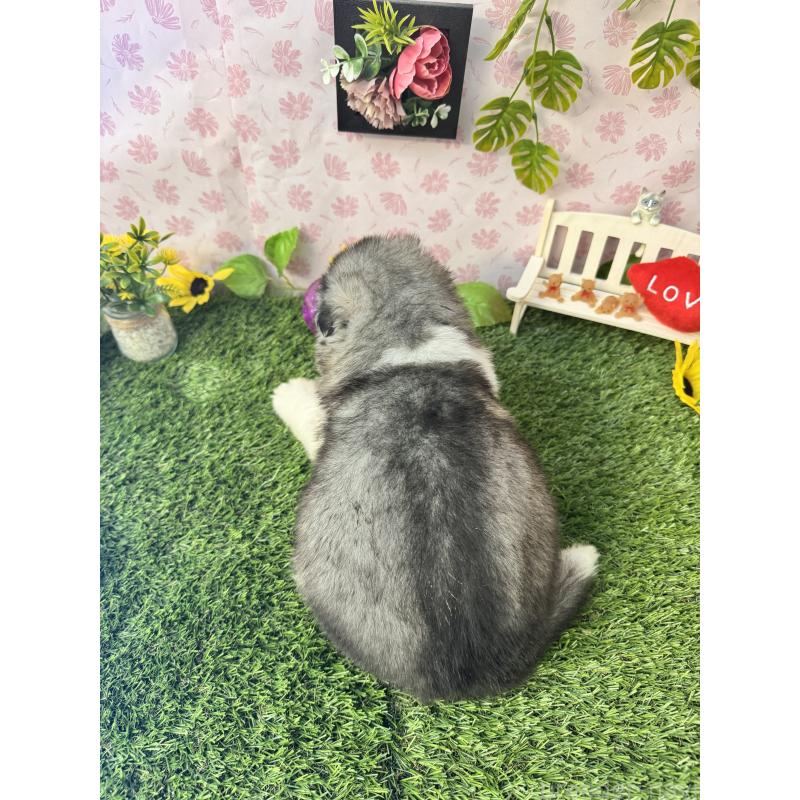 販売中の静岡県のアラスカンマラミュート-418638の4枚目