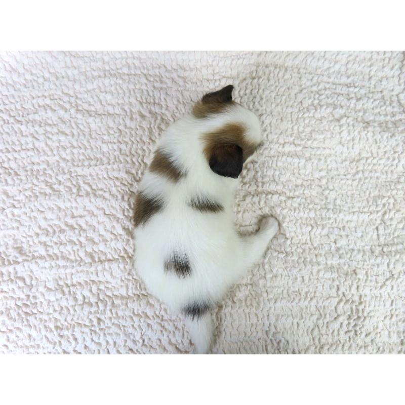 販売中の千葉県のパピヨン-418632の5枚目