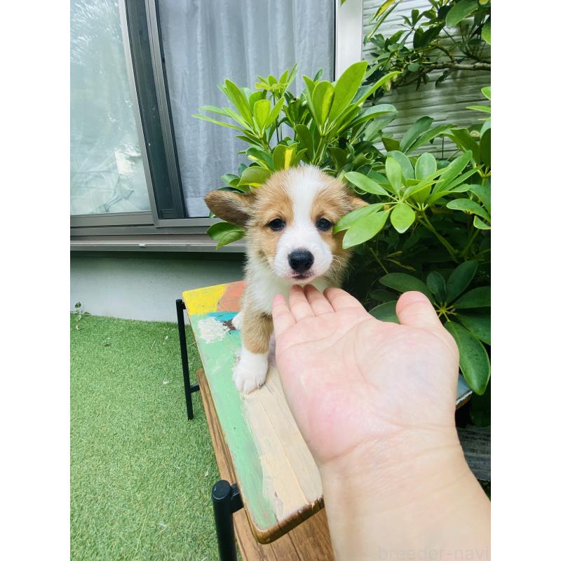 販売中の千葉県のミックス犬-418634の5枚目