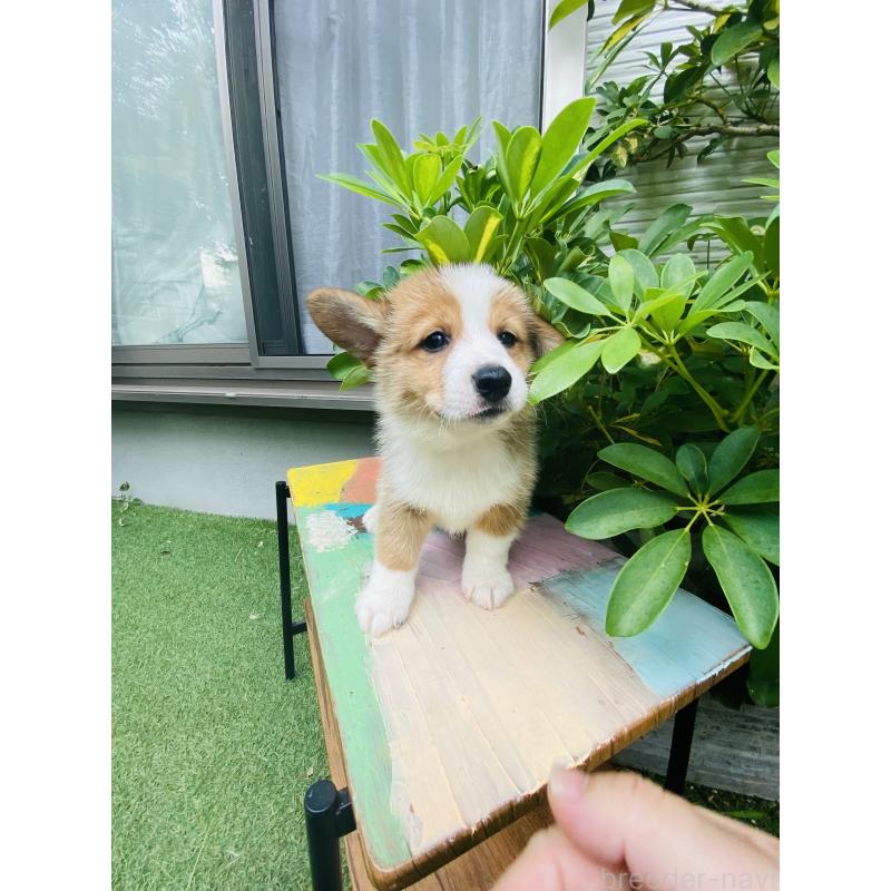 販売中の千葉県のミックス犬-418634の4枚目