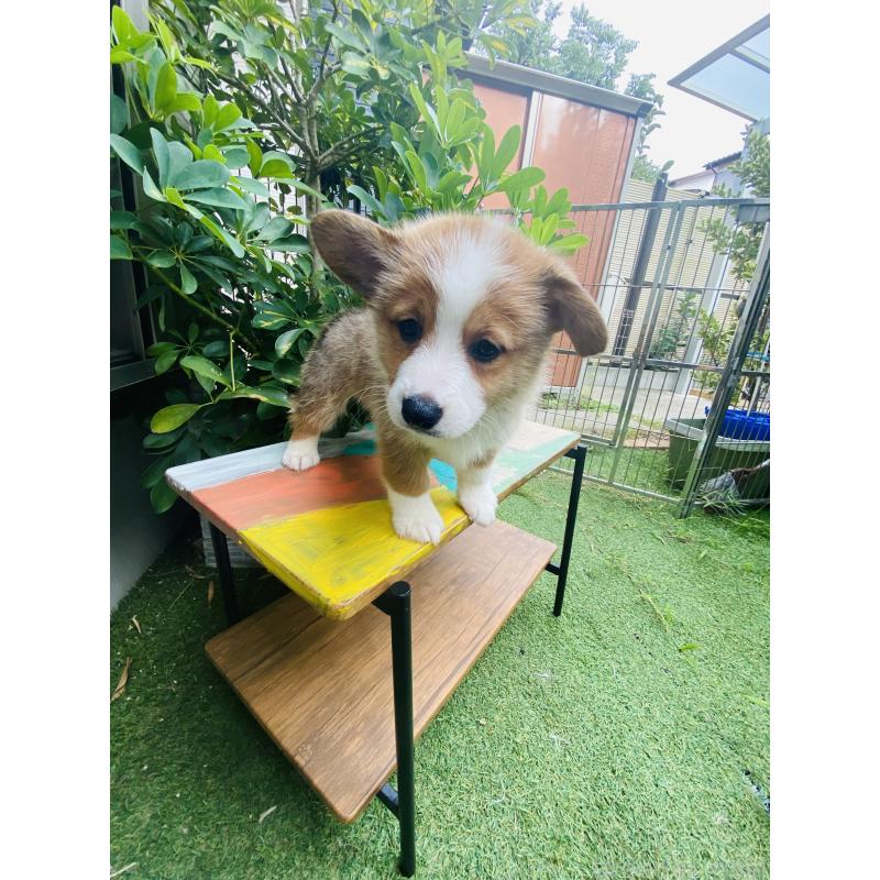販売中の千葉県のミックス犬-418634の3枚目