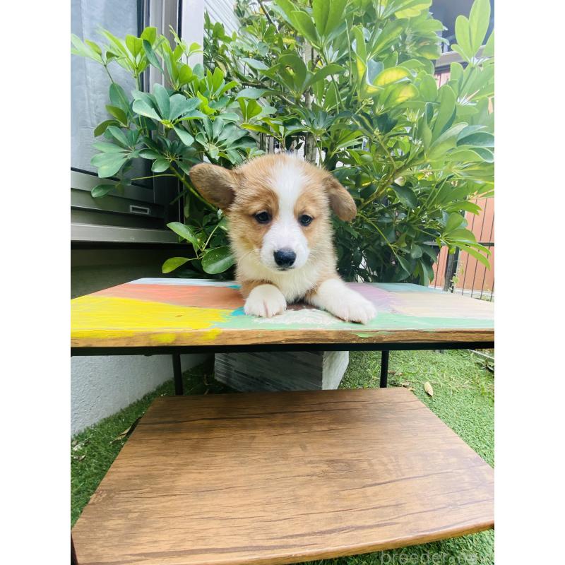 販売中の千葉県のミックス犬-418634の2枚目