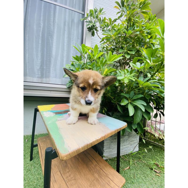 販売中の千葉県のミックス犬-418635の6枚目