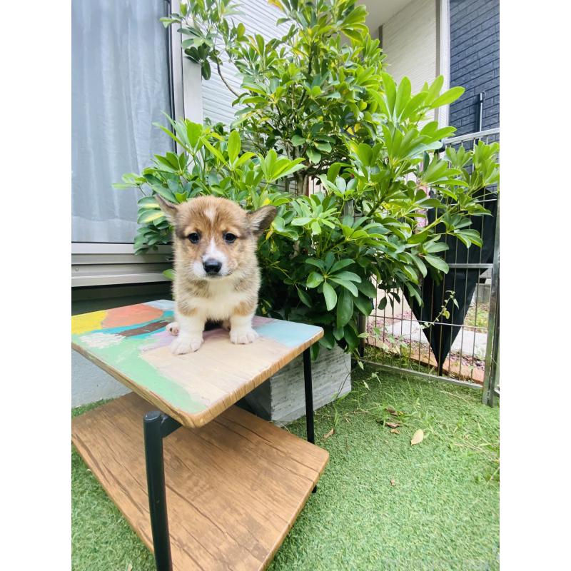 販売中の千葉県のミックス犬-418635の5枚目