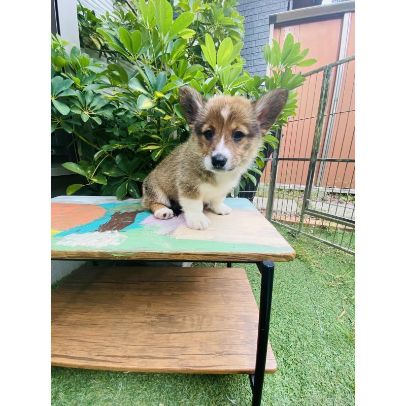 販売中の千葉県のミックス犬-418635の4枚目