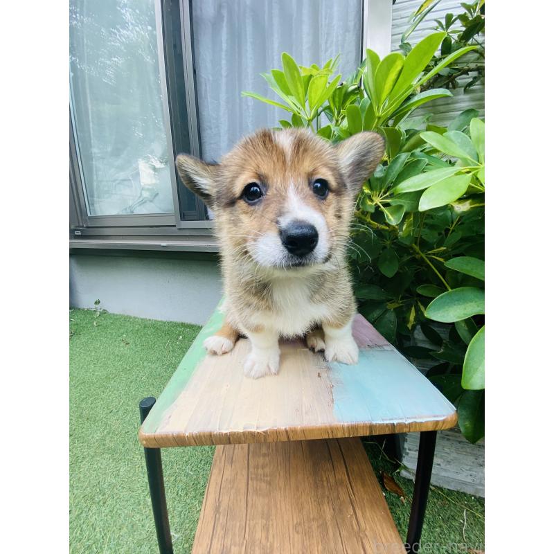 販売中の千葉県のミックス犬-418635の3枚目