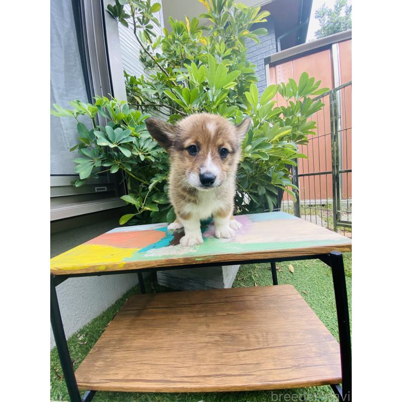 販売中の千葉県のミックス犬-418635の2枚目