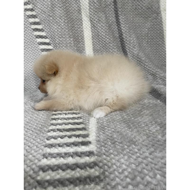 販売中の三重県のポメラニアン-418642の2枚目