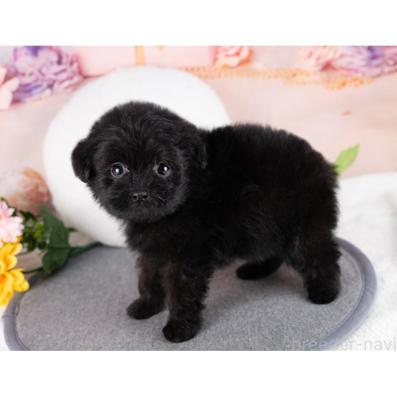 販売中の岐阜県のポメプー:ポメラニアン×トイプードル-418646の2枚目