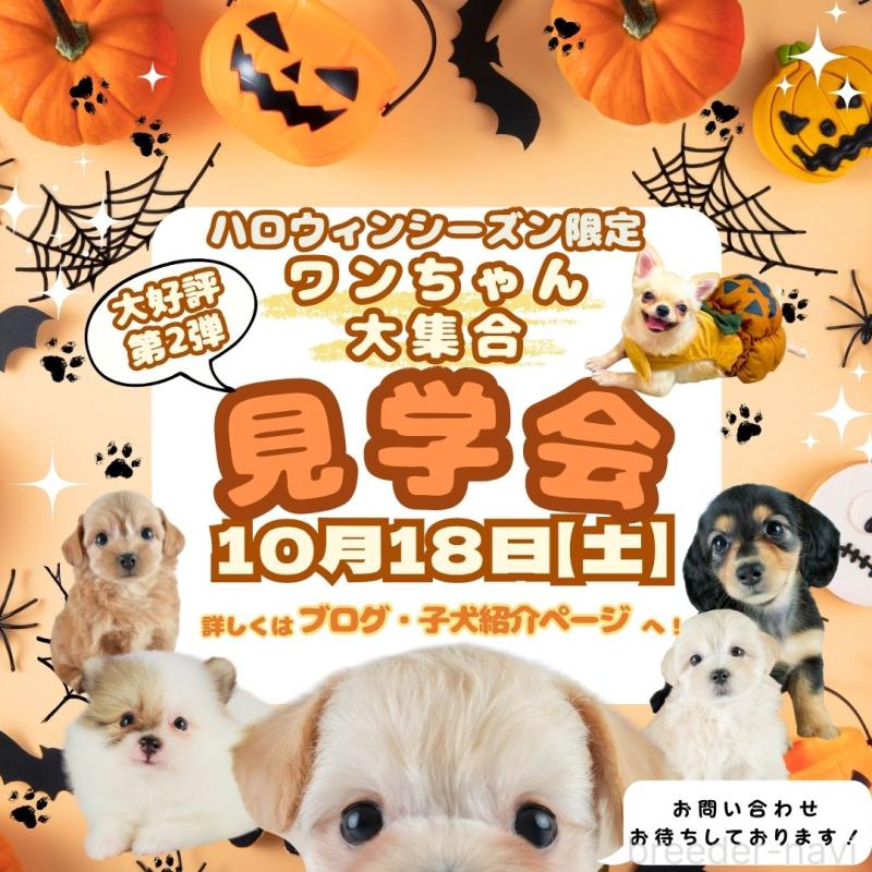 販売中の埼玉県のミックス犬-409685の3枚目