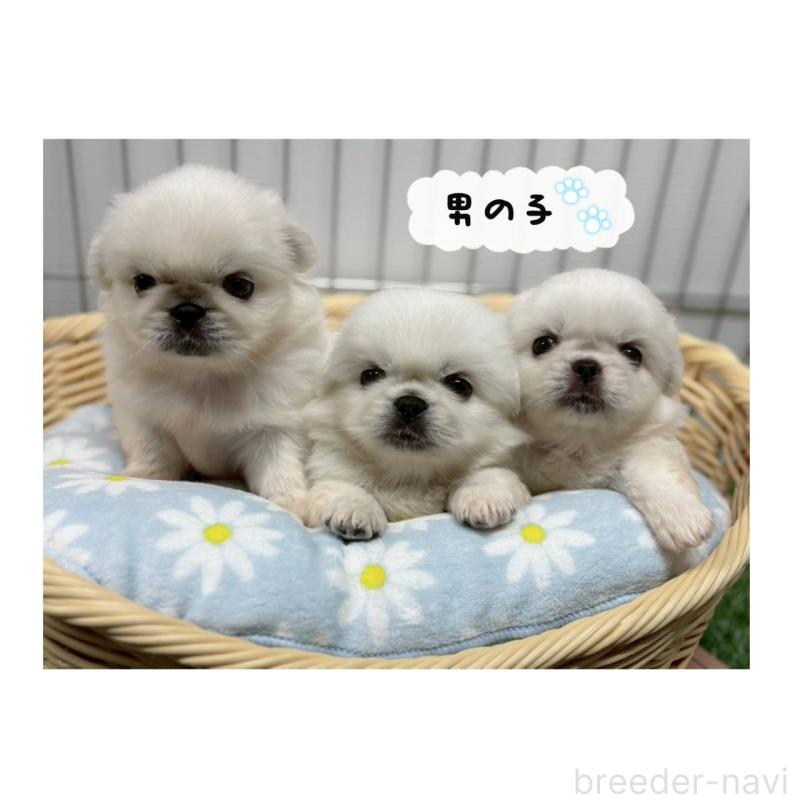 成約済の鹿児島県のペキニーズ-417624の1枚目