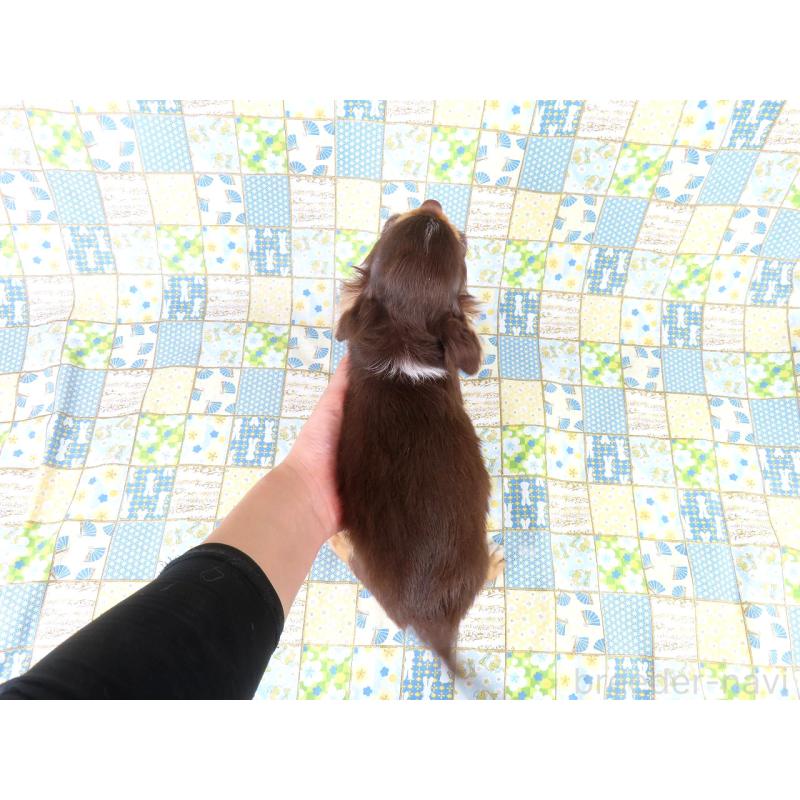 販売中の千葉県のチワワ(ロングコート)-403227の5枚目