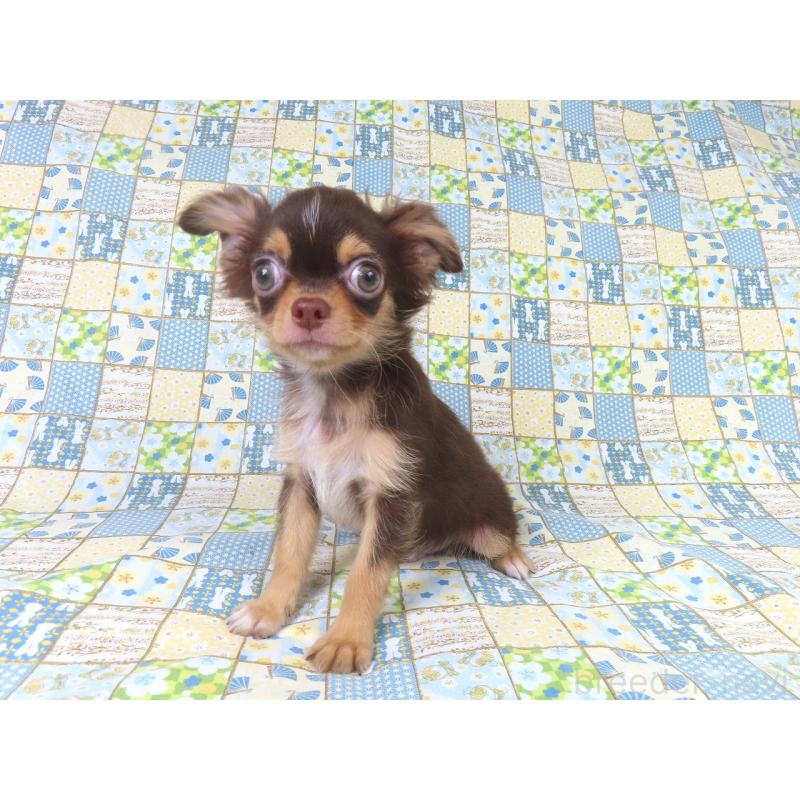 販売中の千葉県のチワワ(ロングコート)-403227の4枚目