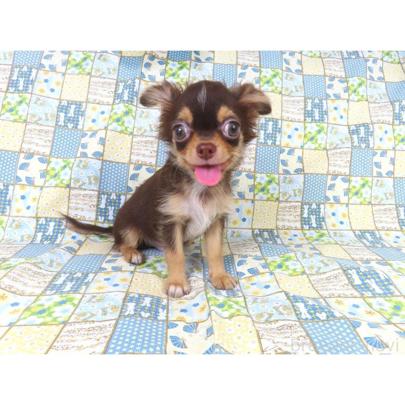 販売中の千葉県のチワワ(ロングコート)-403227の3枚目