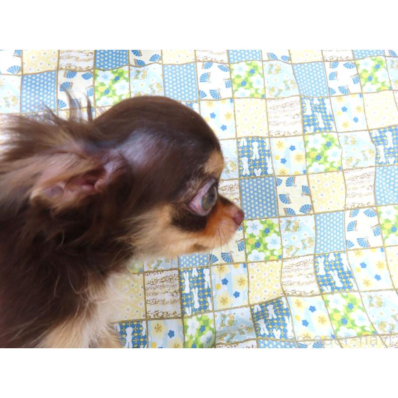 販売中の千葉県のチワワ(ロングコート)-403227の2枚目