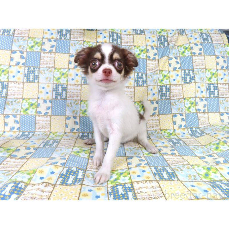 販売中の千葉県のチワワ(ロングコート)-403229の4枚目