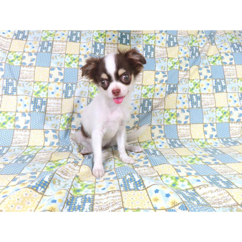 販売中の千葉県のチワワ(ロングコート)-403229の3枚目