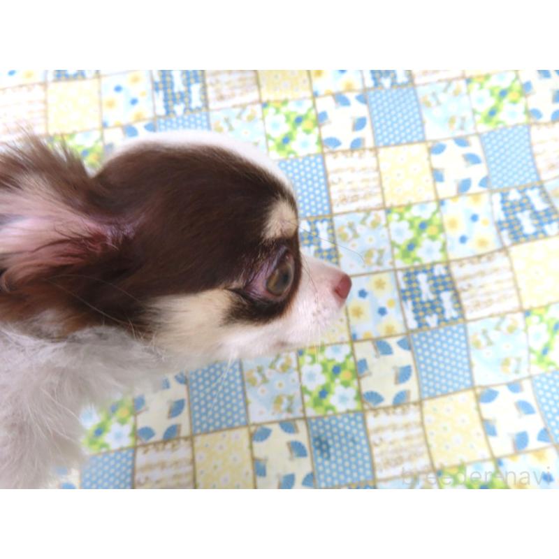 販売中の千葉県のチワワ(ロングコート)-403229の2枚目