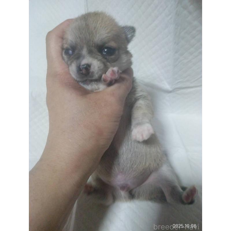 販売中の静岡県のチワワ(ロングコート)-414762の11枚目